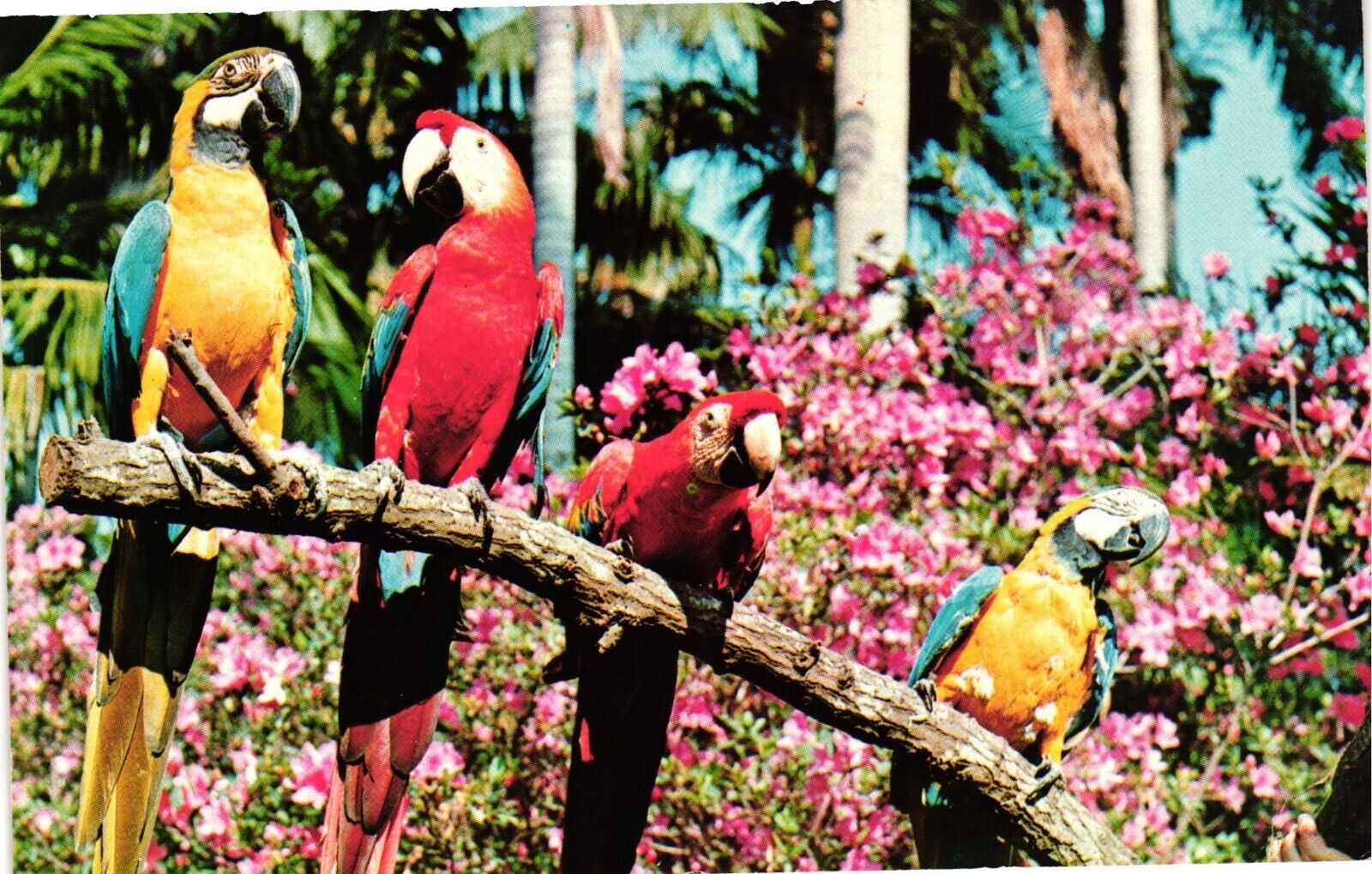 Vintage Postcard - Blue And Red Macaws Parrots At The Sunken Gardens Florida FL