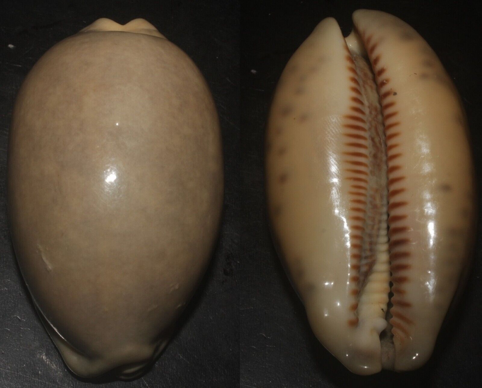 Tonyshells Seashells Cypraea eglantina EGLANTINE COWRIE 65mm F+++/GEM Overglazed