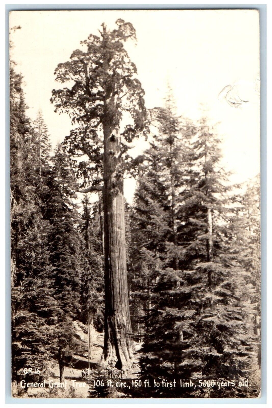 1938 General Grant Tree Sequoia National Park California CA RPPC Photo Postcard