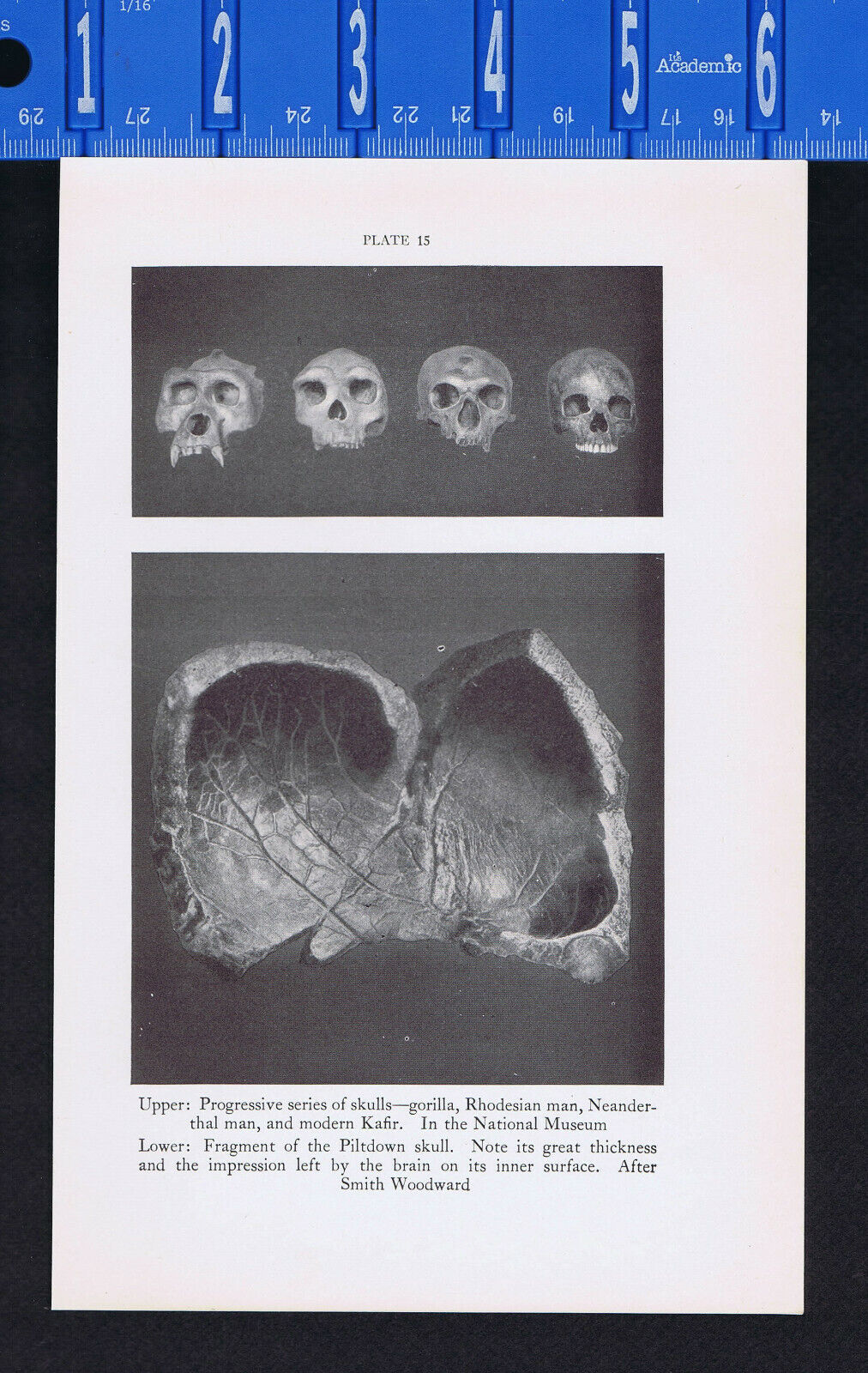 Skulls: Gorilla, Rhodesian man, Neanderthal, Kafir & Cave of Gargas Art -1934 