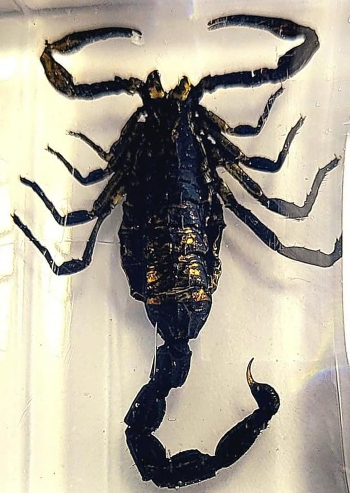 44mm Real Black Scorpion in Crystal Clear Lucite Resin Crafts Specimen Preser...