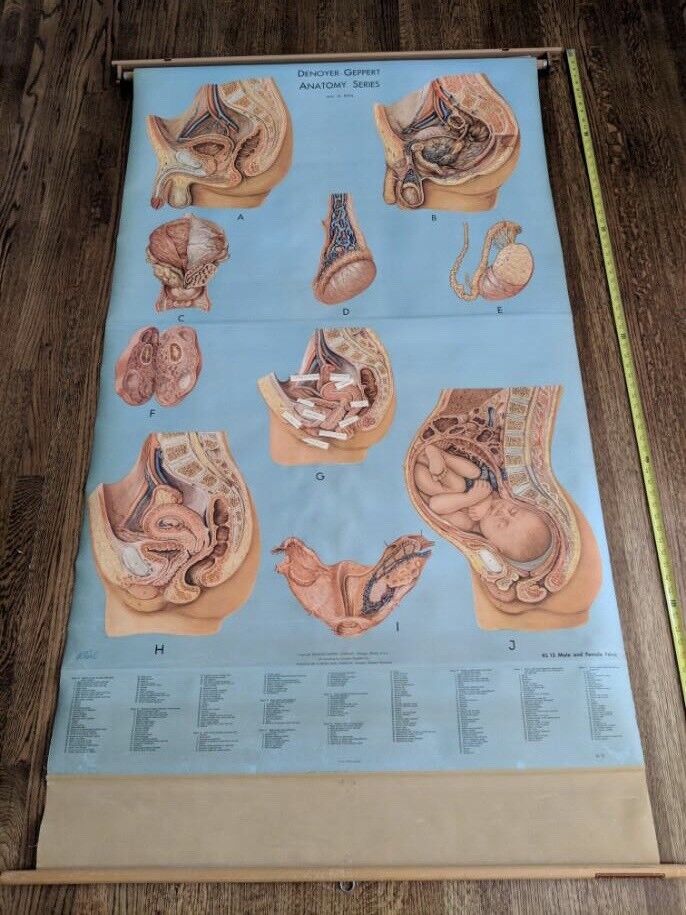 Vintage Denoyer-Geppert pull down Anatomy Chart - Fe/male Pelvis - Mid Century