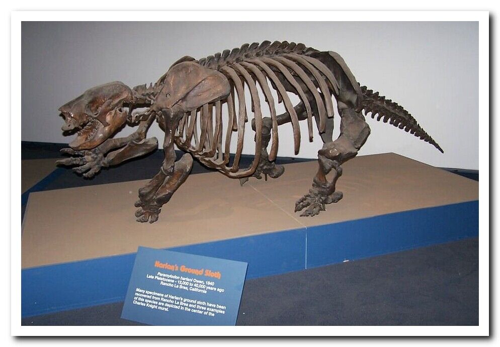 museum model paleontology extinct prehistoric sloth Postcard