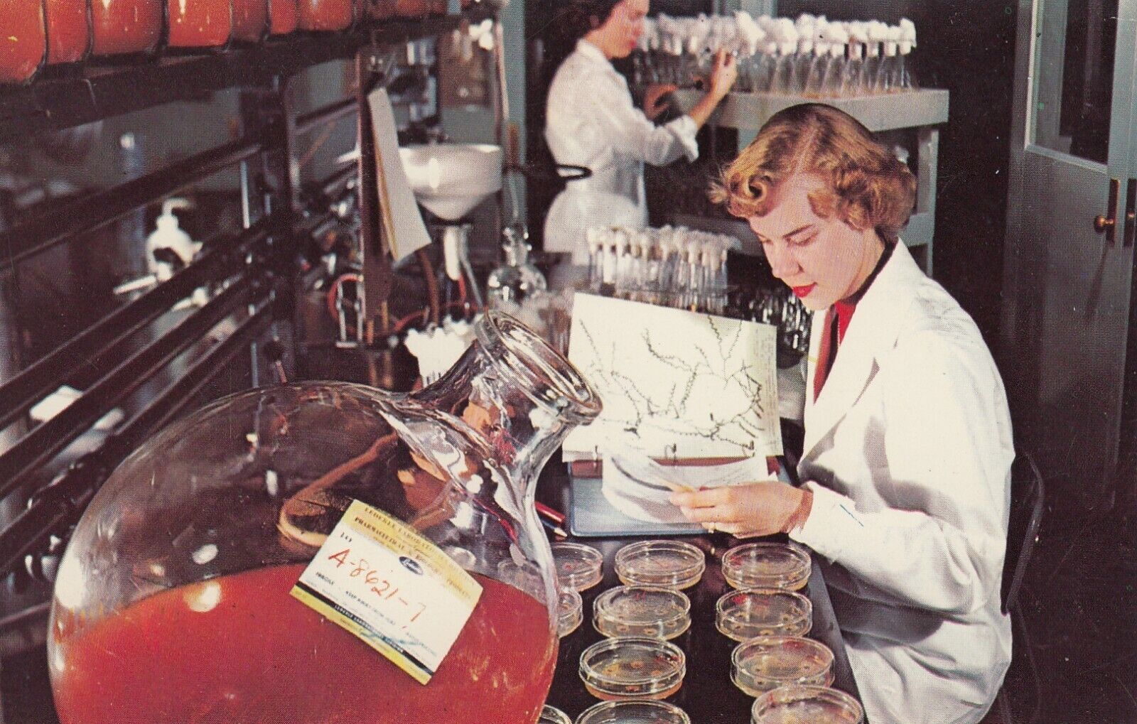 Vintage Interior Postcard LEDERLE  BIOLOGIST STUDY ORGANISMS  UNPOSTED CHROME