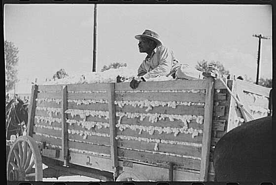 Delta & Pine Company Cotton Plantation,Scott,Mississippi,MS,October 1939,FSA,6
