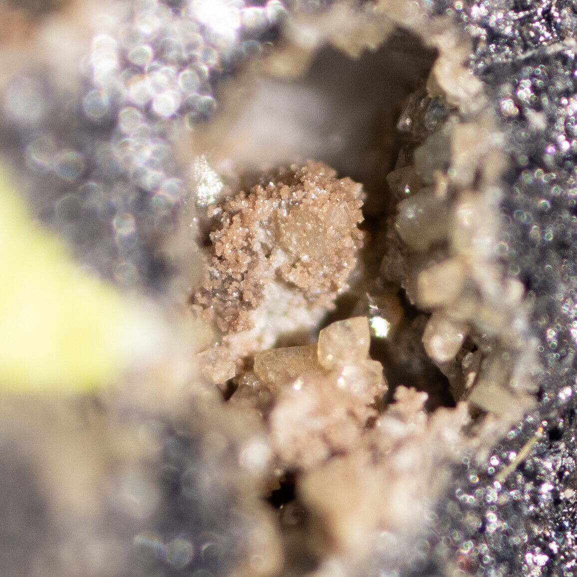 Calcioancylite crystals, Titanite (Sphene), Perovskite. Africanda, Kola, Russia