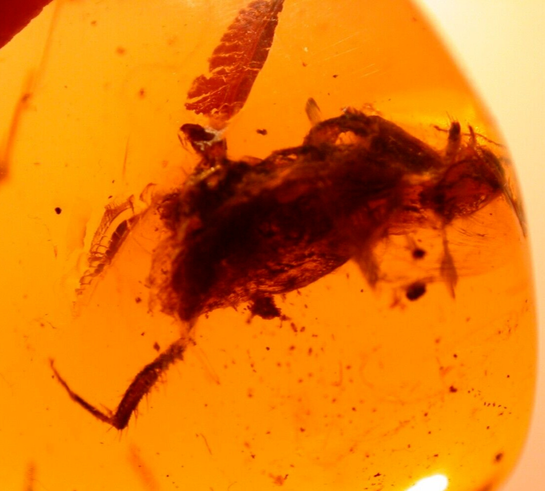 Giant Cretaceous Roach with Wasp in Burmese Amber Fossil Gemstone Dinosaur Age