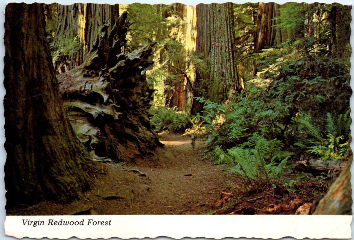 Postcard - Virgin Redwood Forest, Jedediah Smith State Park, California, USA