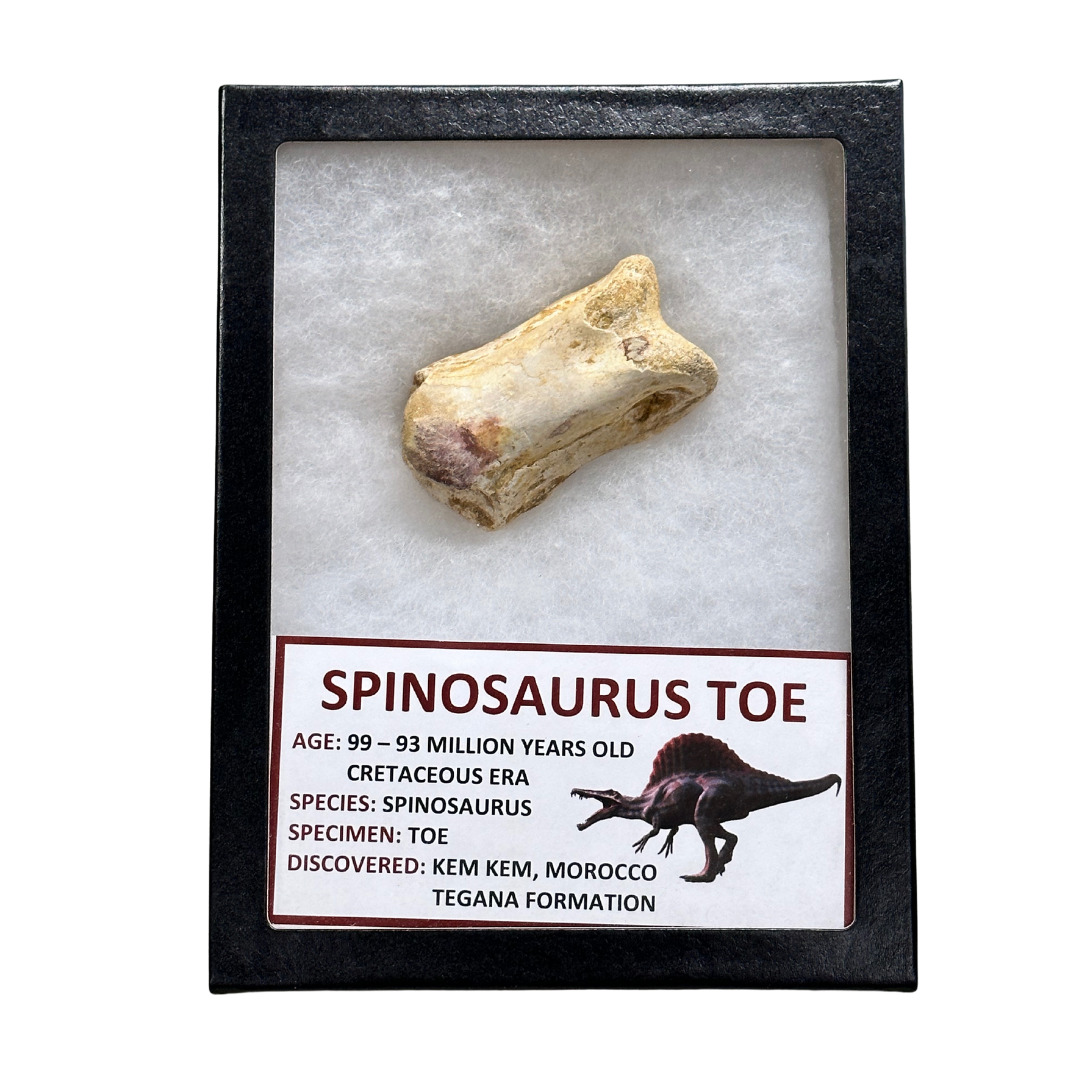 Spinosaurus Toe