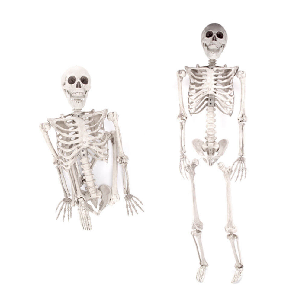 5.6ft Halloween Skeleton Human Skull Full Life Size Holiday Tricky Haunted Props