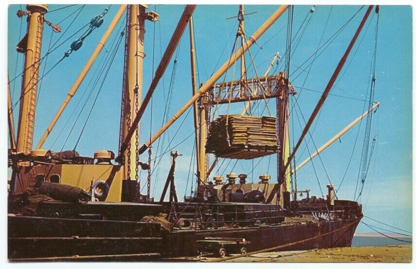 Ocean Freighter Ship Loading Soy Bean at Southern Texas Port Postcard