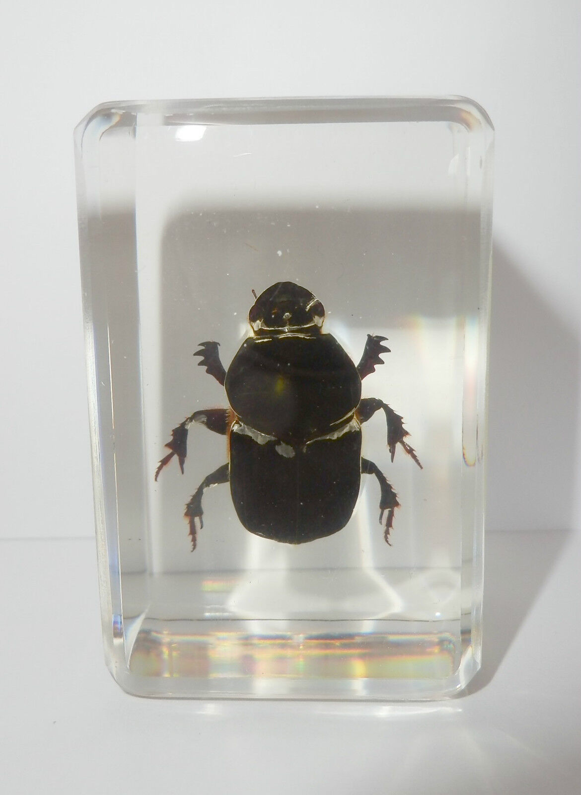Scarab Dung Beetle in Small Lucite Block Education Insect Specimen TE1