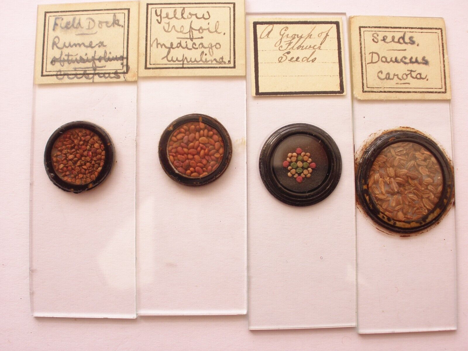 4 Antique Microscope Slides. Arranged Groups of Seeds