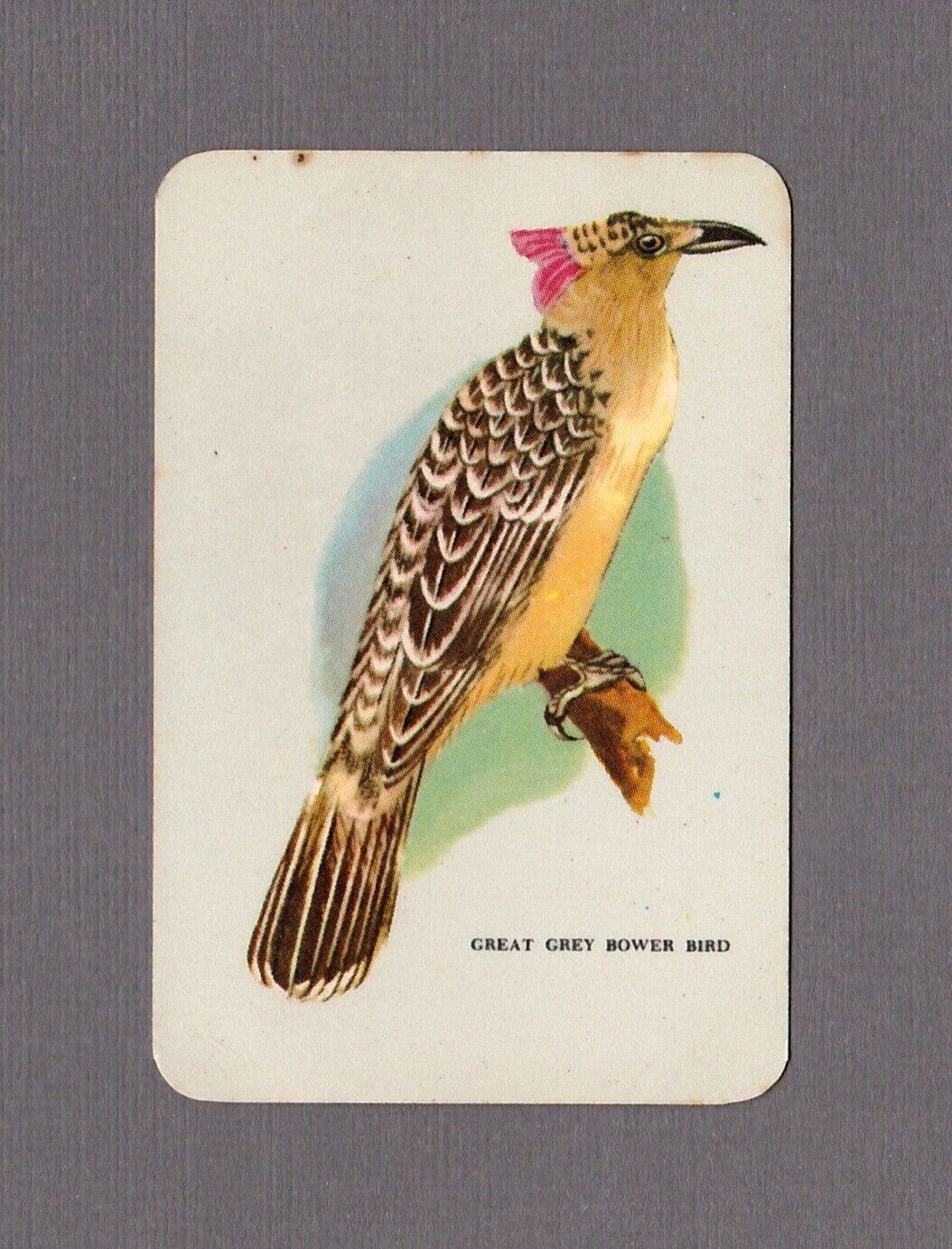 Vintage Woolworths Swap Card / Great Grey Bower Bird Grey Coloured Blank Back