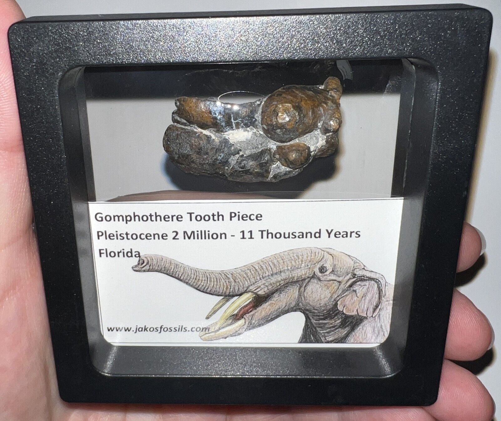 RARE Ice Age Fossil GOMPHOTHERE Partial Molar Lot from Florida Pleistocene