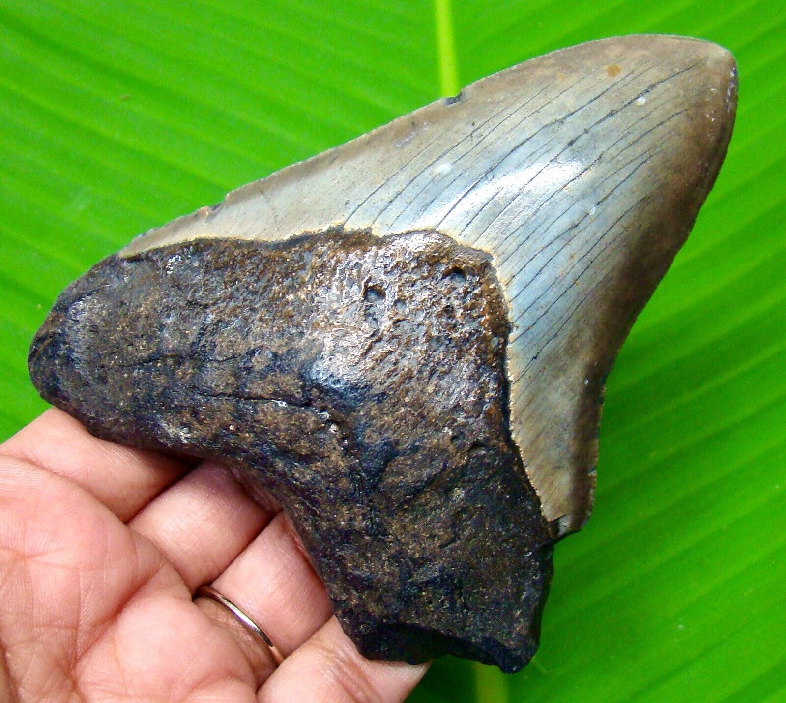MEGALODON SHARK TOOTH - 4.30 INCHES - REAL FOSSIL SHARK TEETH - NO RESTORATIONS