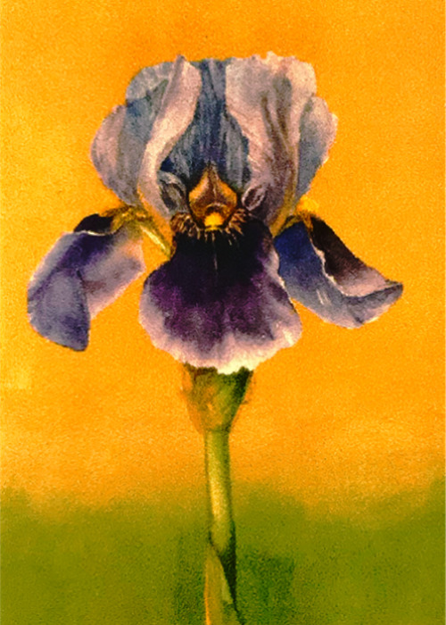 ACEO Print Bearded Iris Deep Purple Frilly with Orange Accents Flower