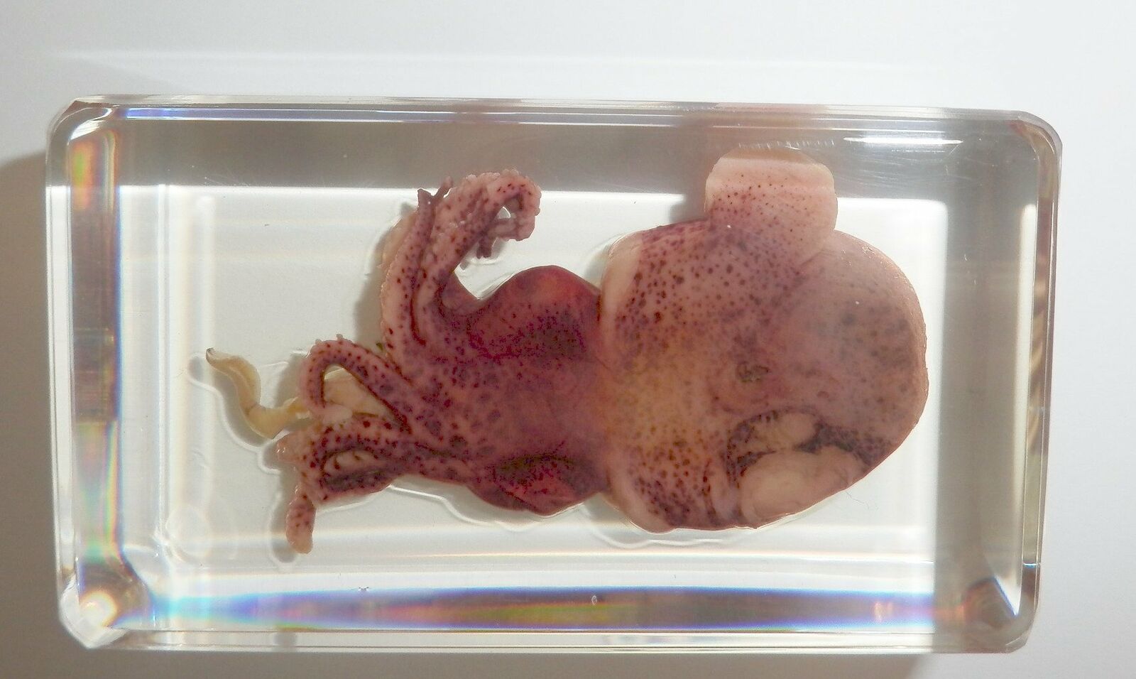 Cuttlefish Mimika Bobtail Squid Euprymna morsei Clear Education Animal Specimen