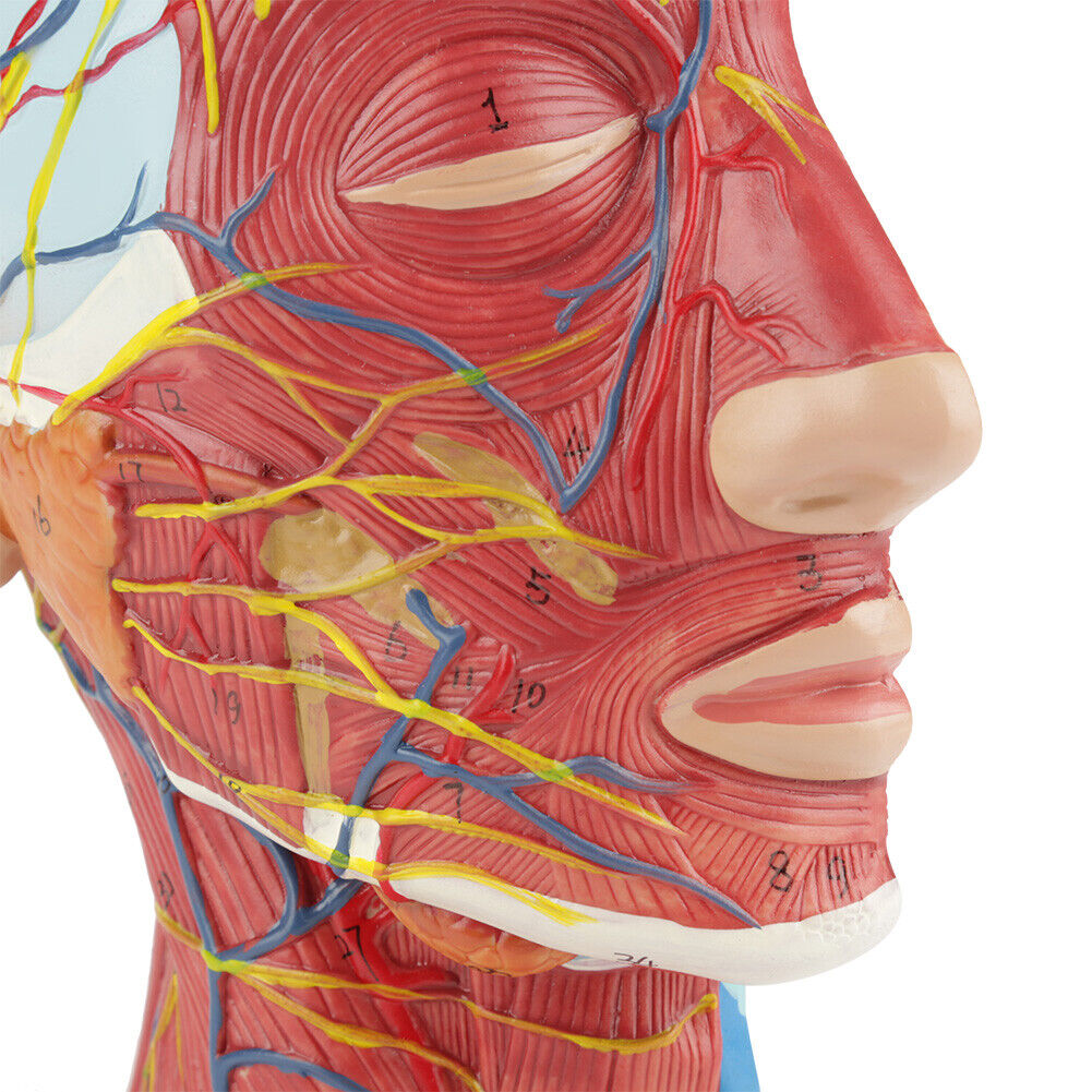 Anatomical Medical Life Size Head Brain Neck Section Study Model