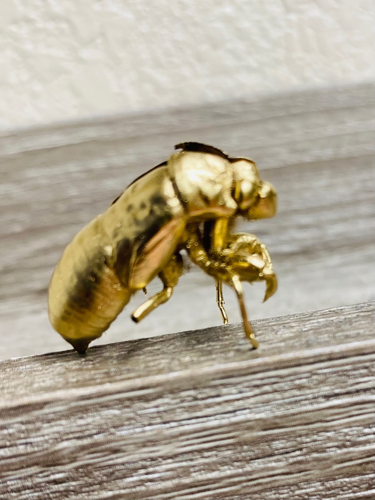 Gold Cicada Skins Shells Exoskeleton - Cicada Skins lot of 10 Educational Creepy