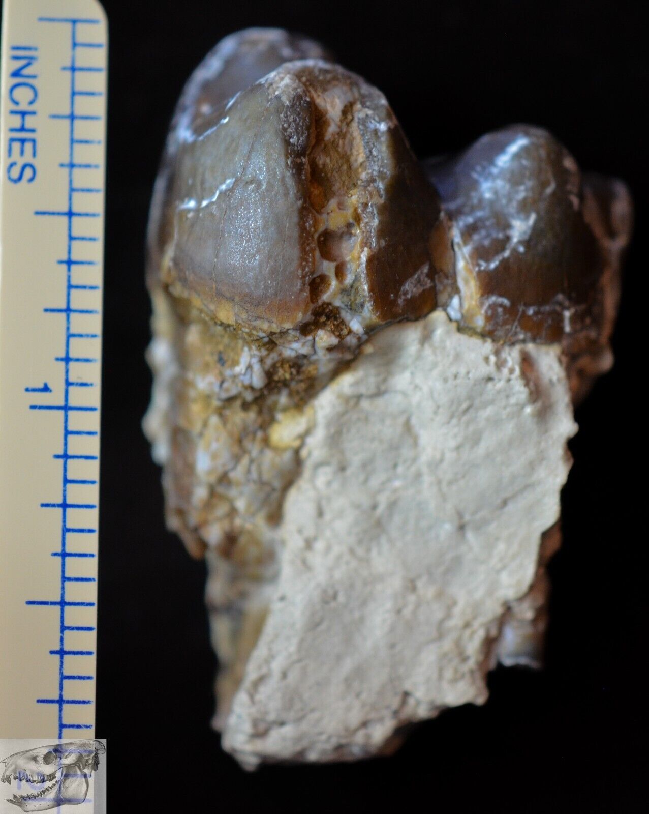 Rare Giant Pig Lower Molar, Archaeotherium Fossil, Oligocene, South Dakota, A294