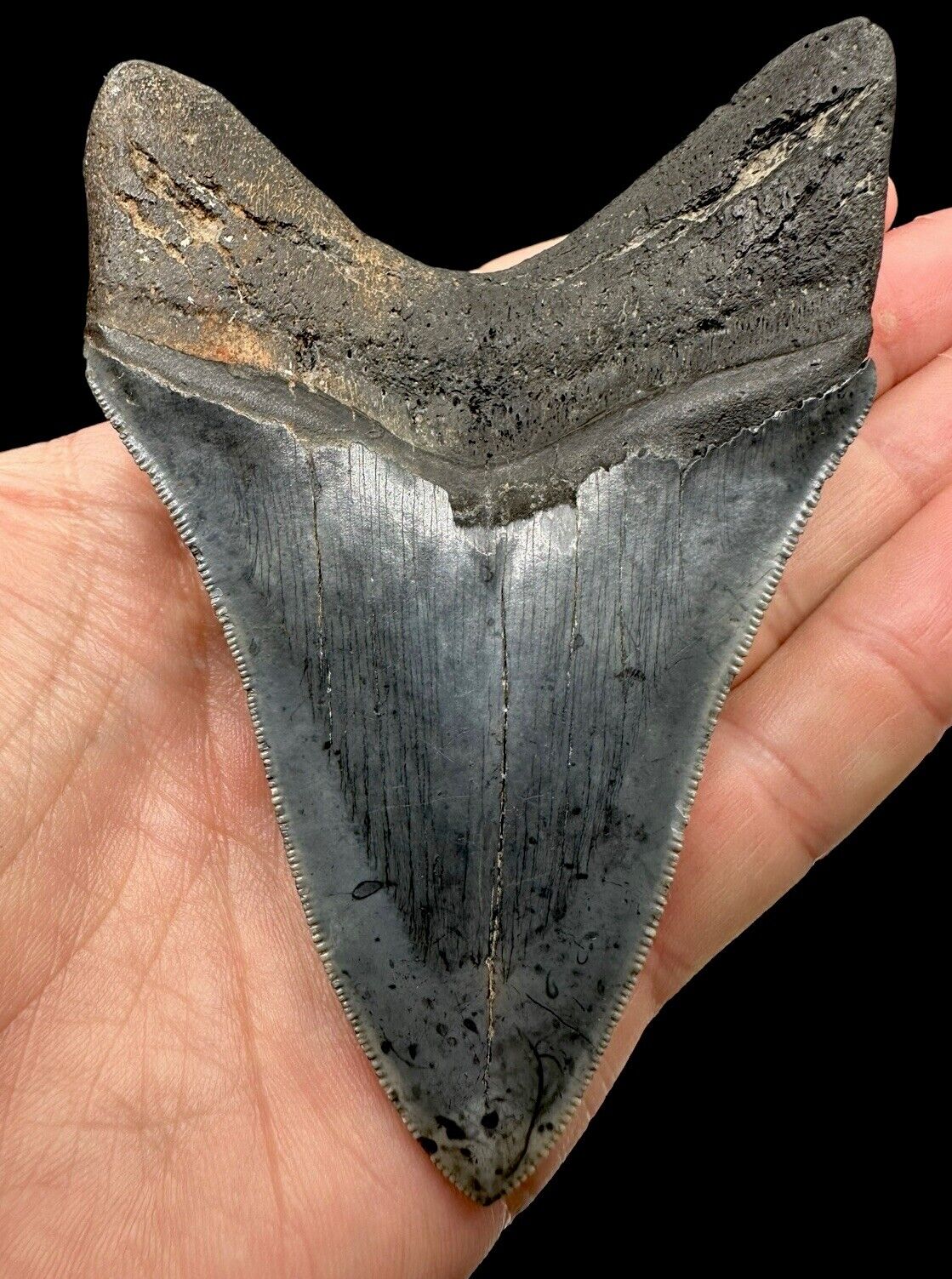 4.25 Inch Serrated Blue Megalodon Tooth : Cooper River , South Carolina 🇺🇸