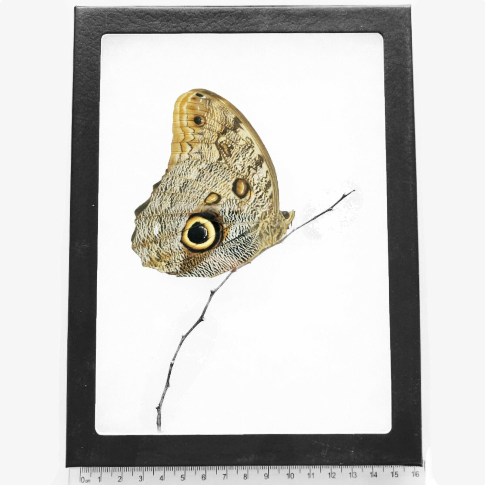 Caligo memnon LIVE MOUNT owl framed butterfly verso Peru