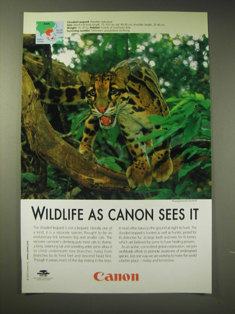 2003 Canon Advertisement - Clouded Leopard - Wildlife as Canon sees it