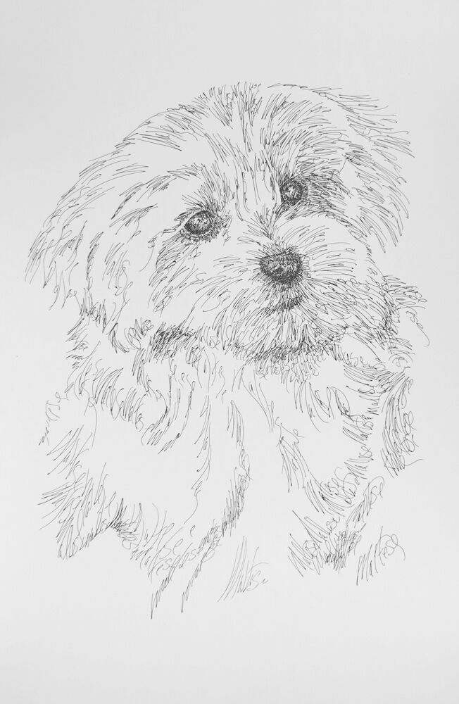 Maltese #2 Dog Breed Art Print #23 - Artist Kline Signed Drawing from Words