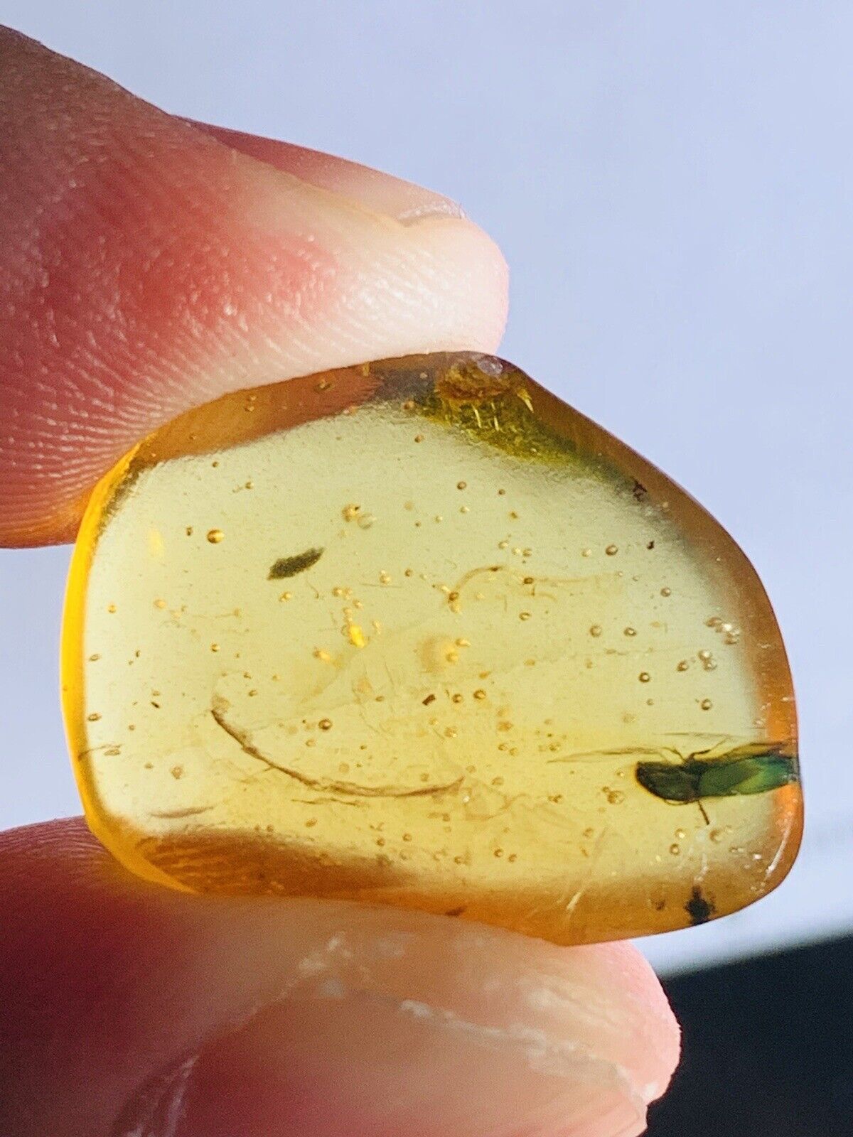 Unique Coleoptera beetle Burmite Myanmar Burma Amber insect fossil dinosaur age