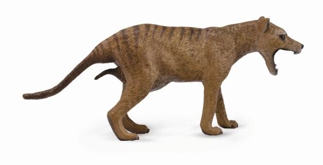 Thylacine Tasmanian Tiger Female Australian Toy Model 88767 by CollectA New