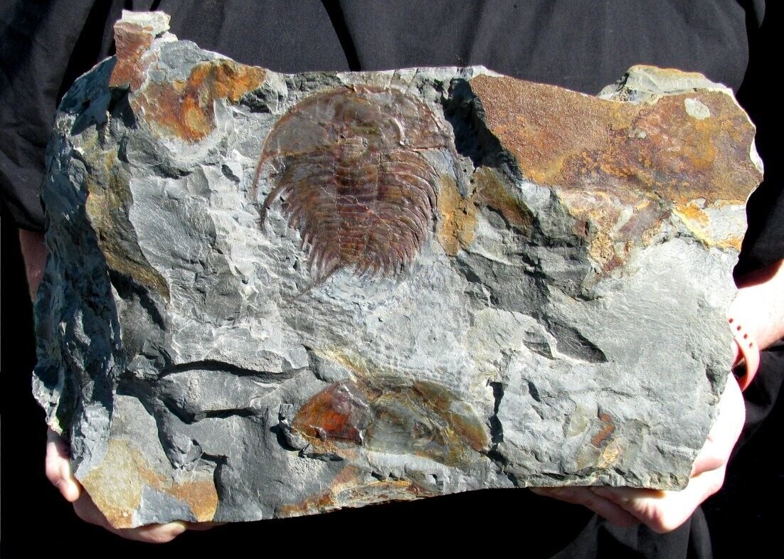 EXTINCTIONS- LARGE LOWER CAMBRIAN OLENELLUS TRILOBITE FROM PENNSYLVANIA-4\
