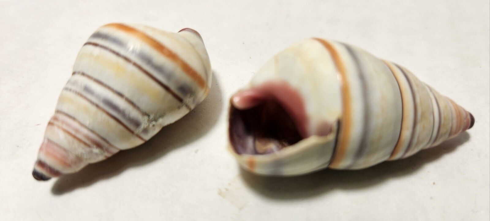 2 Hatian Tree Snail Shells (antipathogenic, antioxidant, skin healing) 0.006 gm