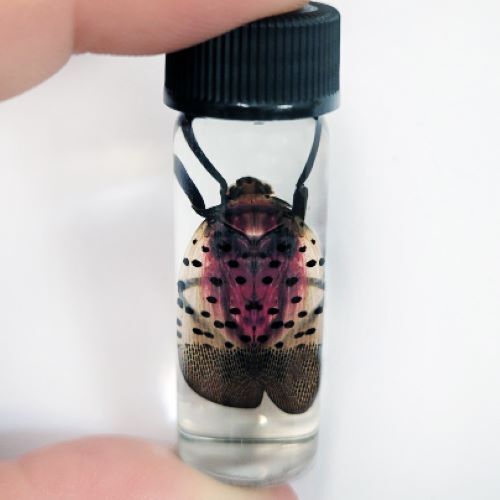 Lycorma delicatula pink strawberry spotted lanternfly USA wet specimen