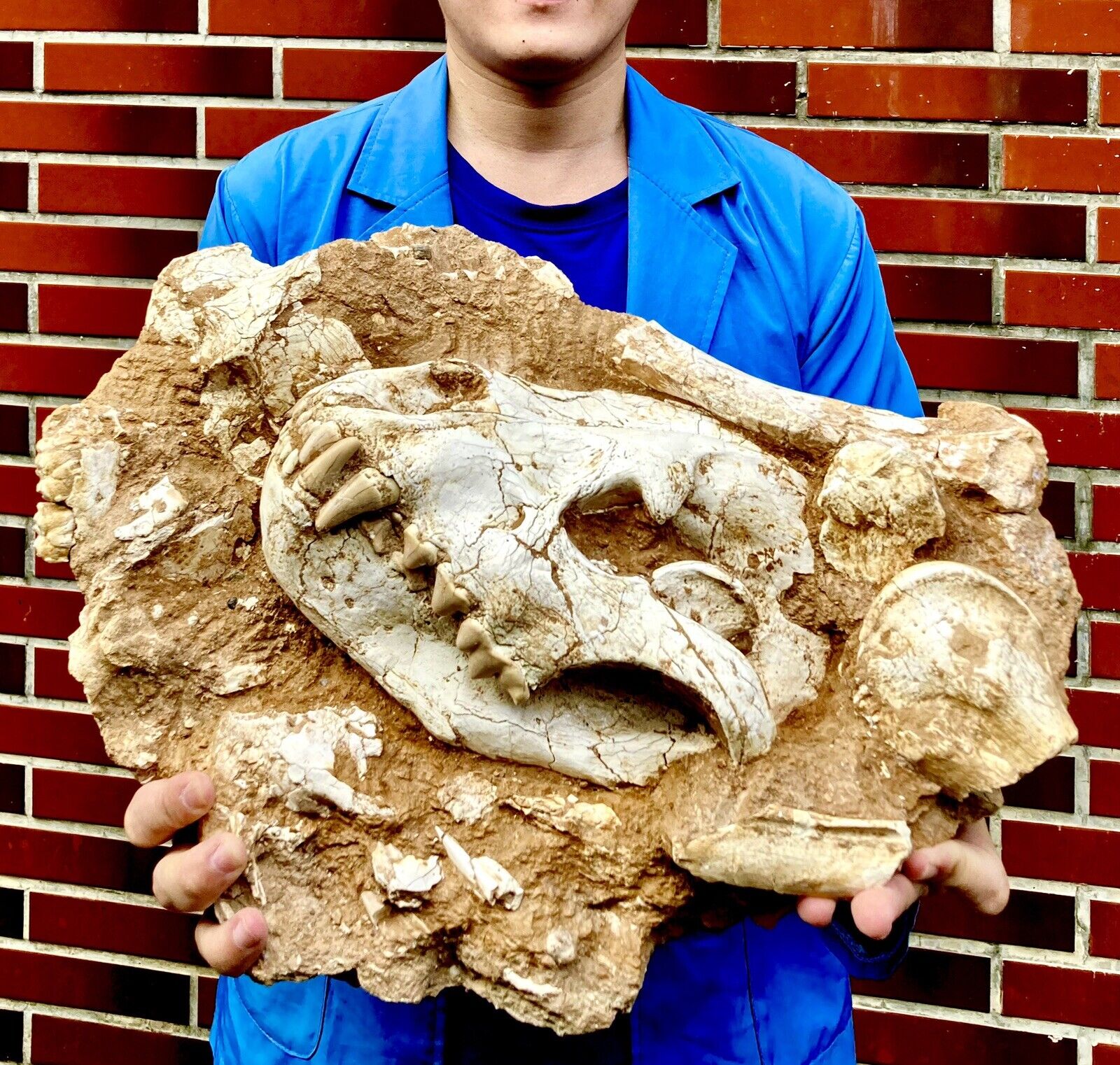 /RARE FOSSIL MAMMAL Late Miocene Hyena Adcrocuta massive skull Gansu, China