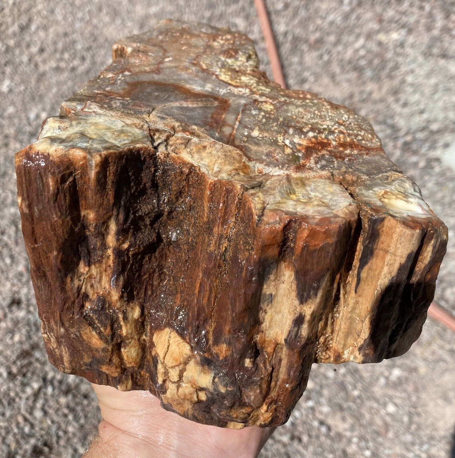 Arizona Rainbow Petrified Wood 8p 8oz