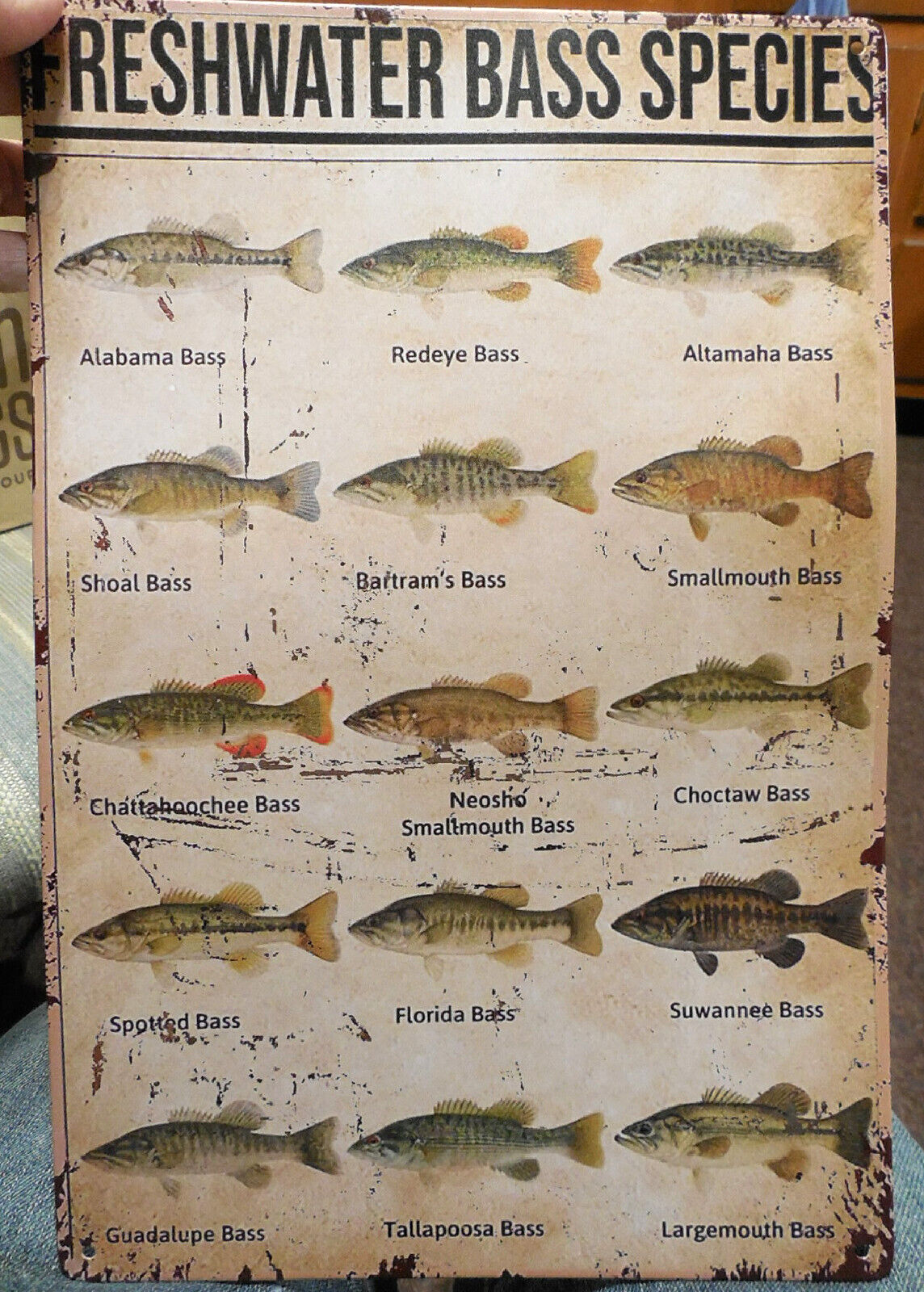 New Freshwater Bass 15 Species FISH Metal Sign 12\