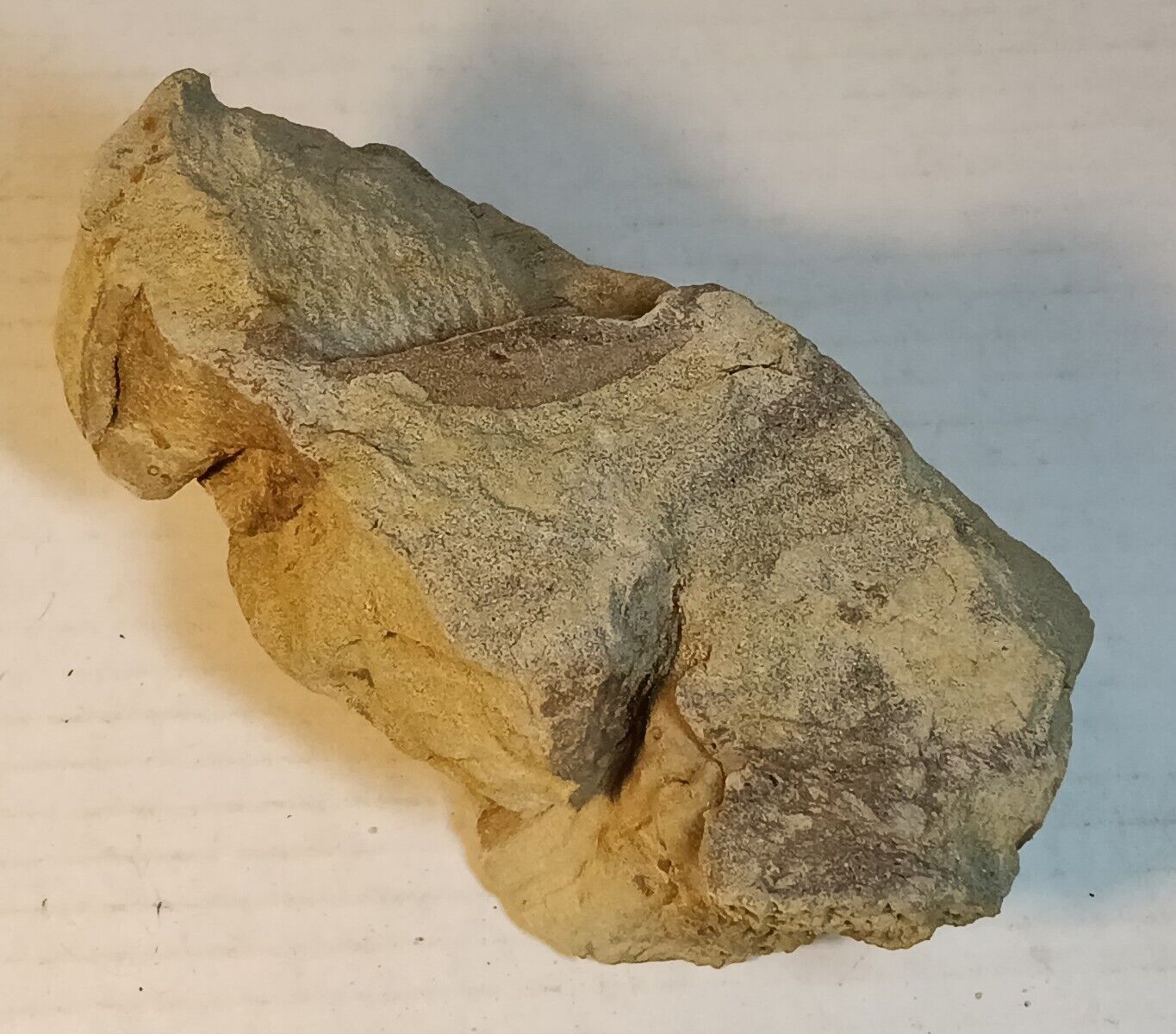 Leaf Fossils in Sandstone 29 oz Elk Basin Carbon County Montana Rock Gem Mineral