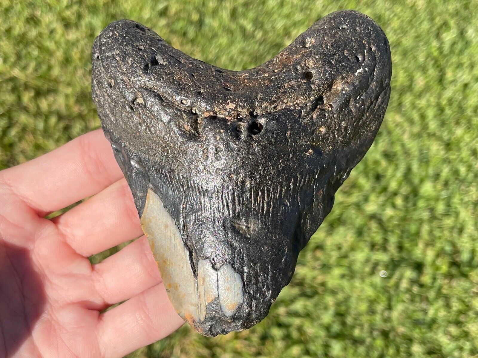 Fossil Megalodon Sharks Tooth HUGE 4.25” Meg Meglodon Miocene