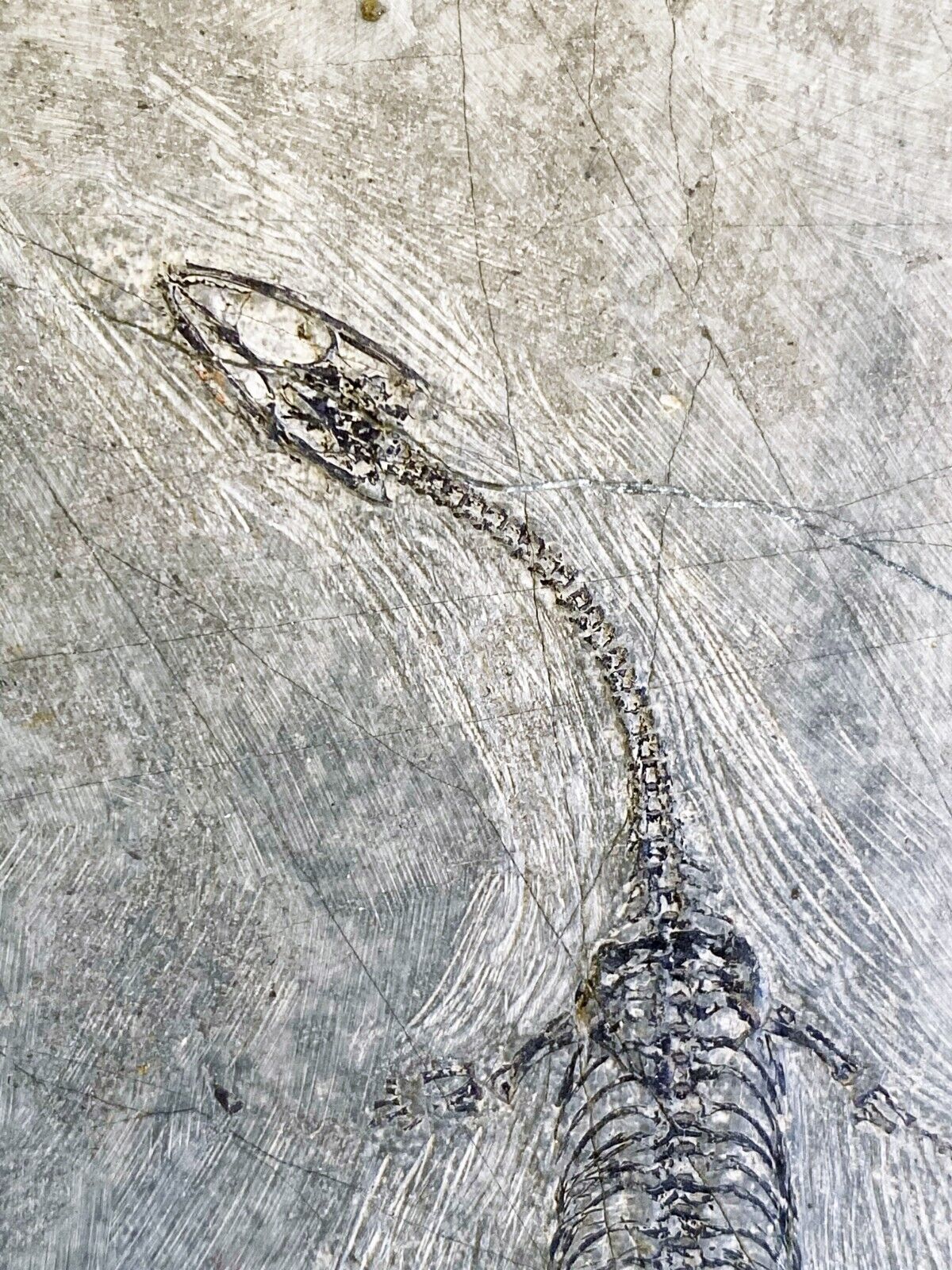 High Quality Keichousaurus Hui Fossil Genuine Dinosaur Reptile Fossil 