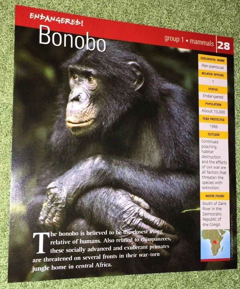 Endangered Animals Card - Mammal - Bonobo #28