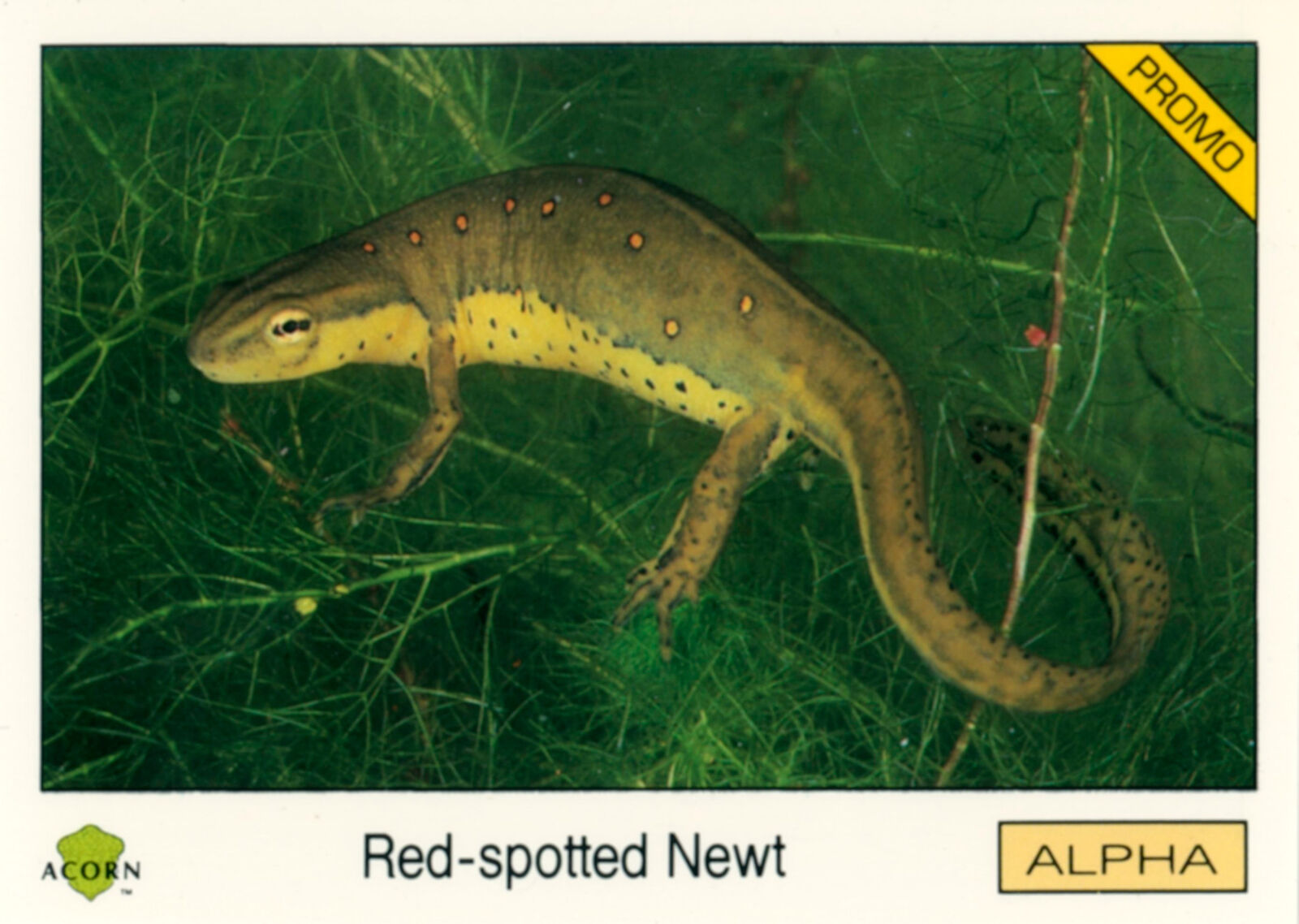Rare 1991 Acorn Biosphere Promo Card 85 Red-spotted Newt