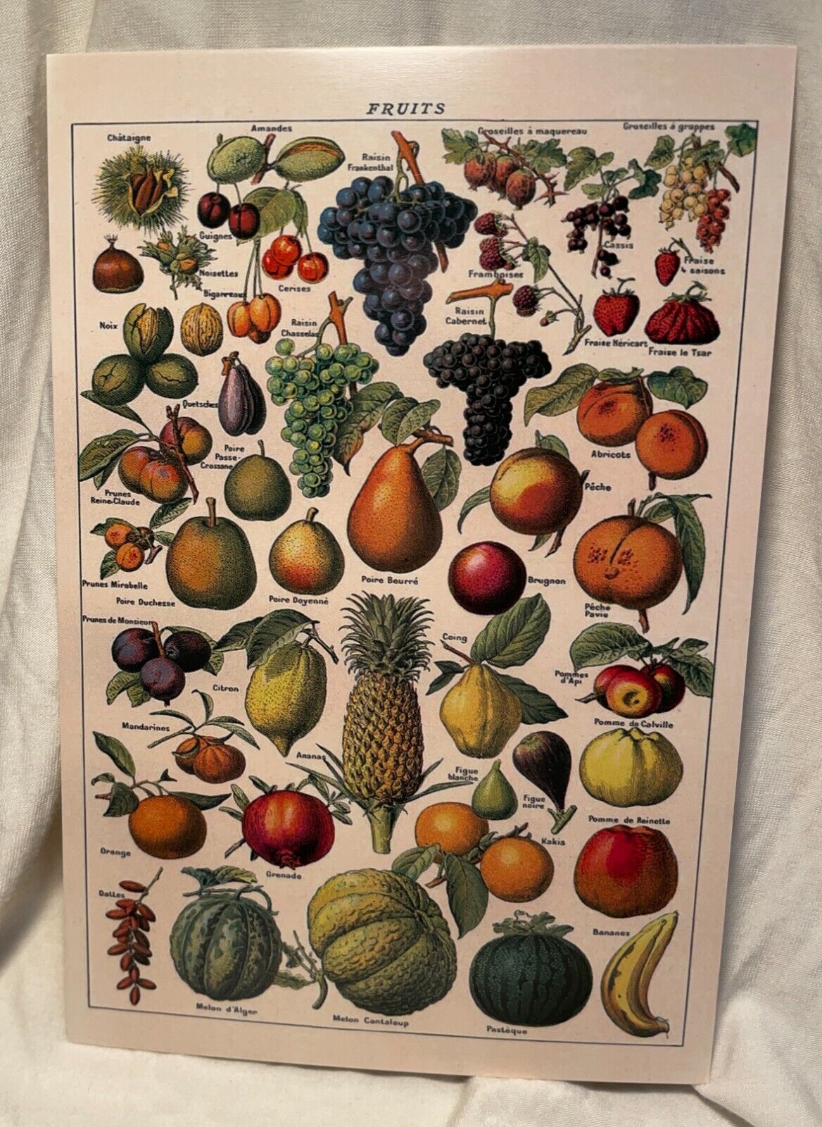 Retro Larousse Pour Tous French Encyclopedia Fruit Illustration Print Postcard