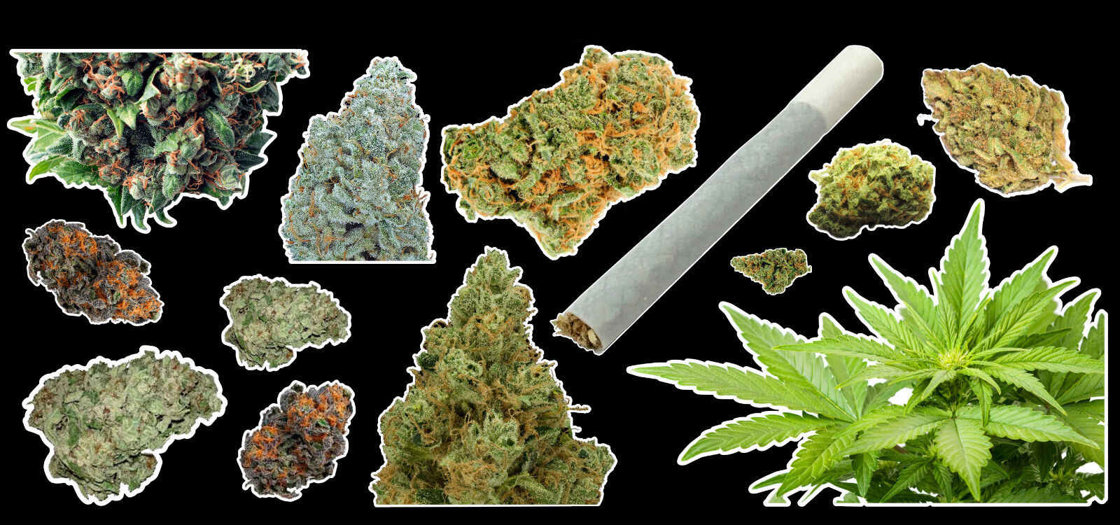 Weed Marijuana Cannabis Vinyl Sticker Bud Pack #1