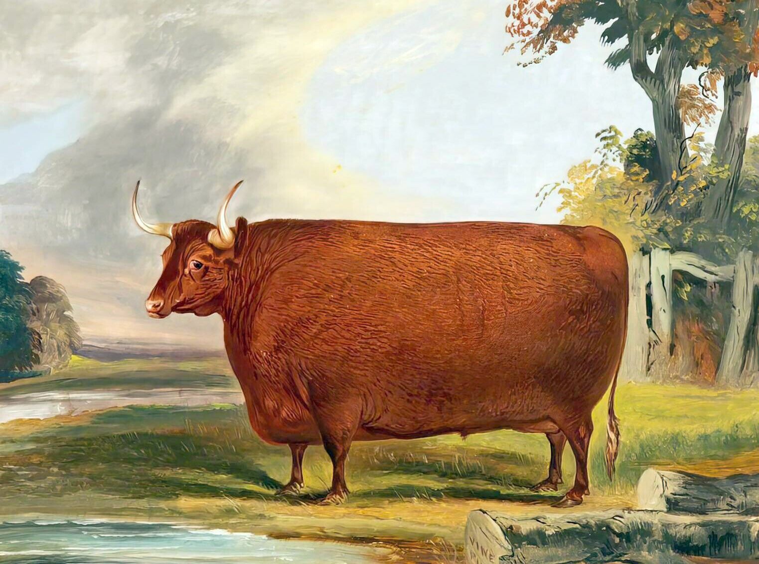 Dream-art Oil painting John-Vine-Devon-Ox wonderful strong animal in landscape