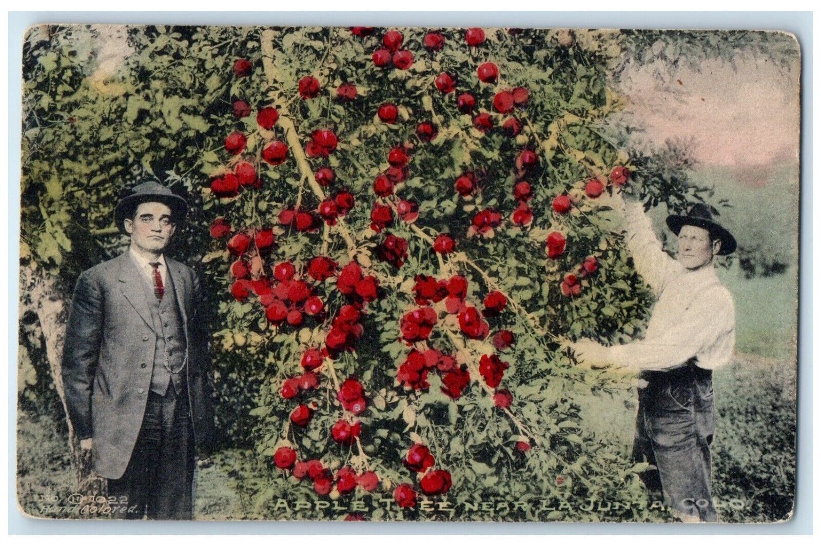 1910 Apple Tree Near Harvest La Junta Colorado Vintage Antique Unposted Postcard