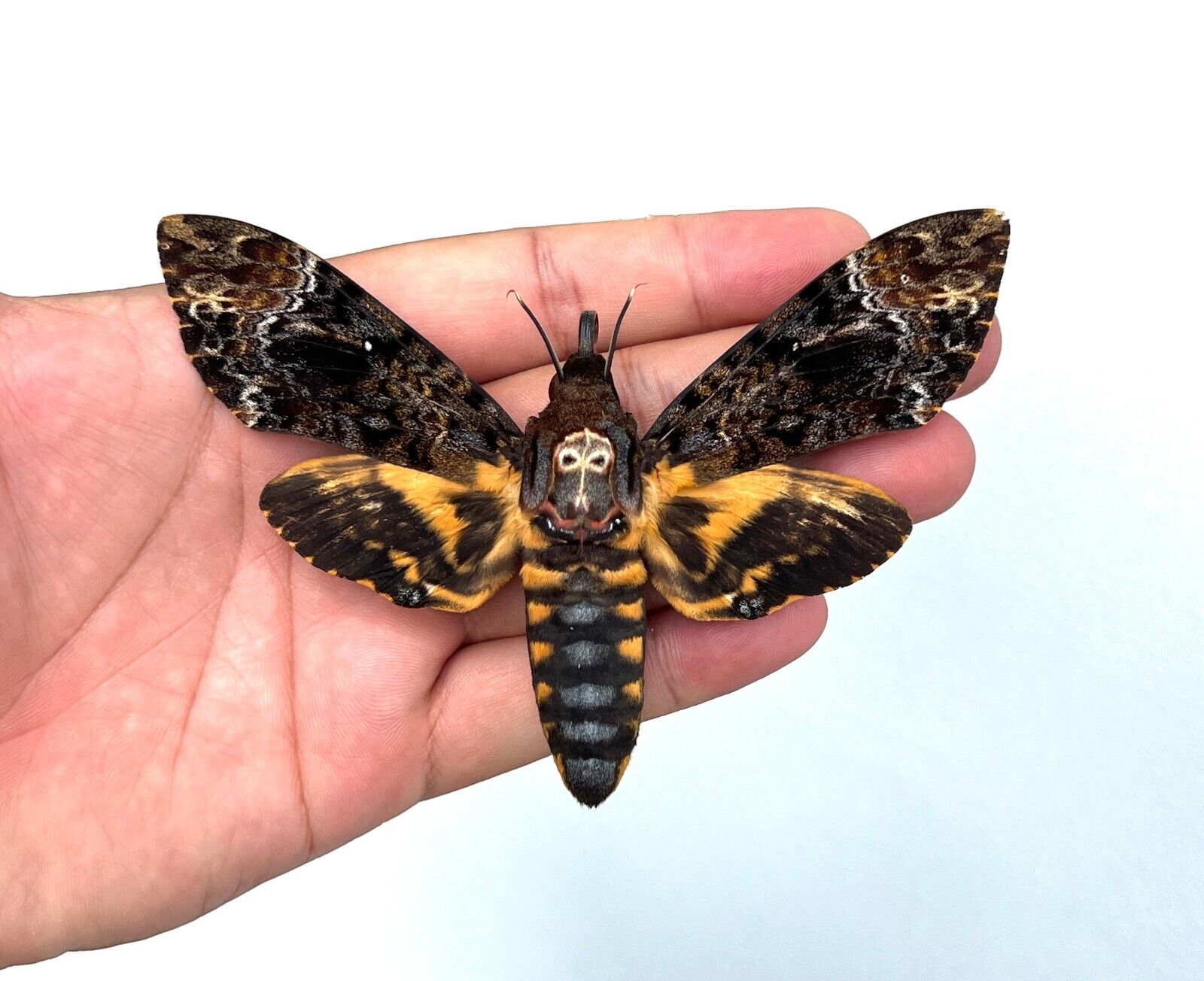 1 Real Death Head Moth Spread Mounted Skull Moth Taxadermy Oddity Collection
