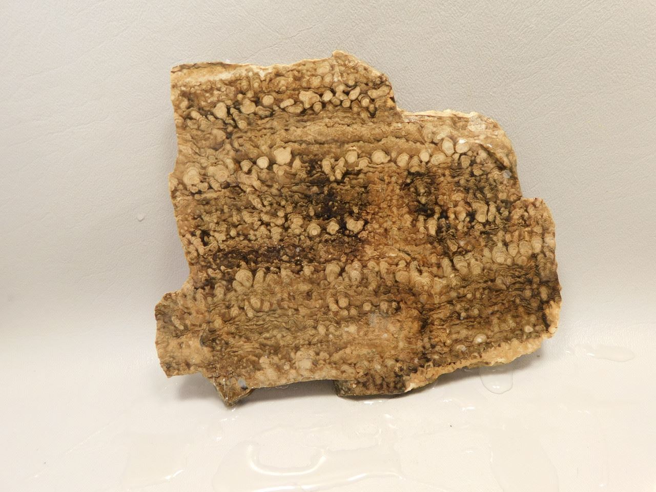 Stromatolite Fossilized Rough Rock Stone Slab Lapidary #O2