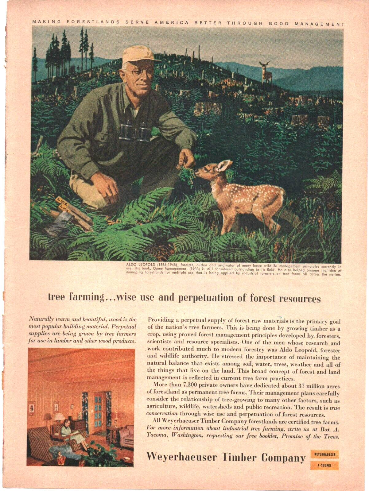 Weyerhaeuser  Timber Company 1956 Vintage Print  Ad 8inx11in Aldo Leopold Fawn