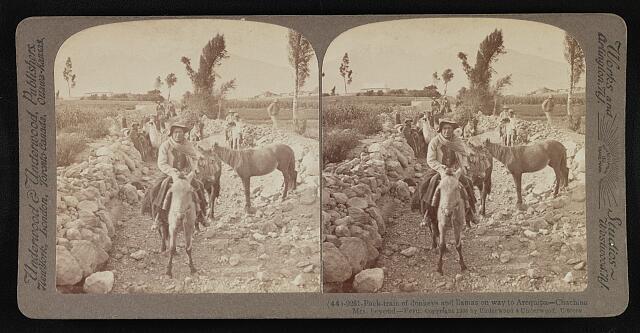 Peru Pack-train of donkeys and llamas on way to Arequipa--Chachina - Old Photo